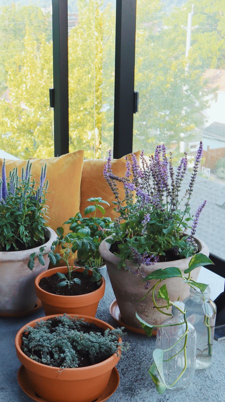 garden on the deck