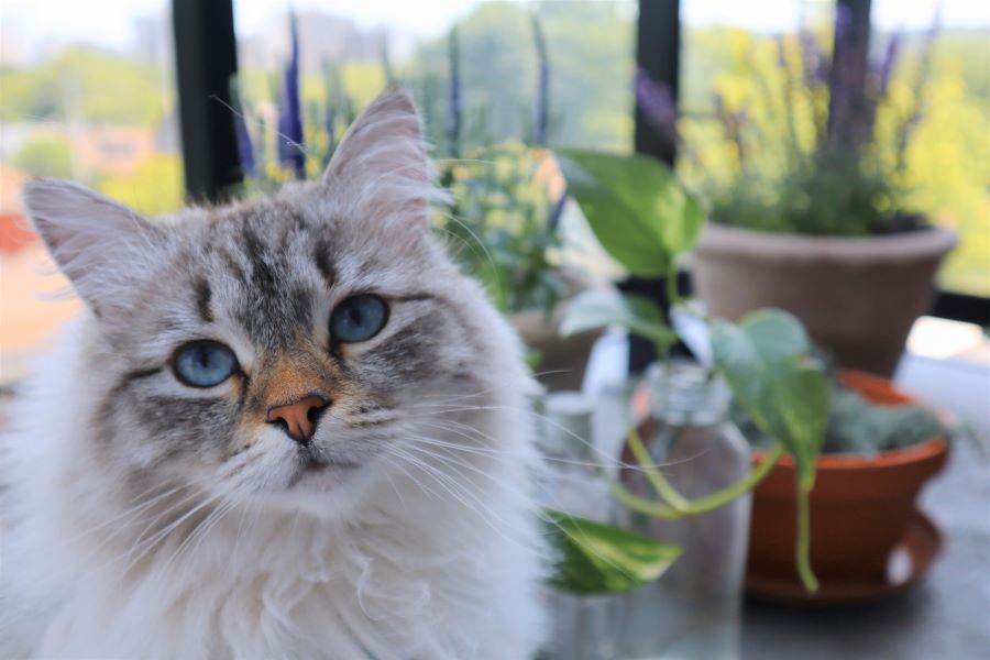 kitty standing in front of plants