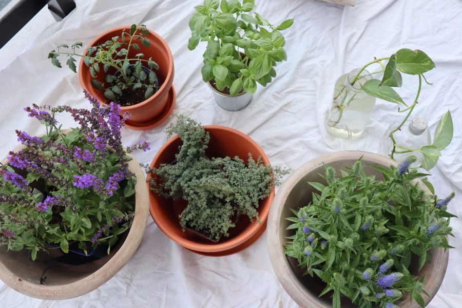 pots and plants