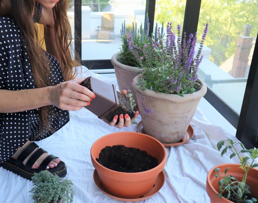 taking woolly thyme out of container