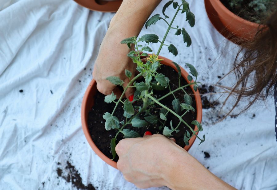 planting cherry tomatoes