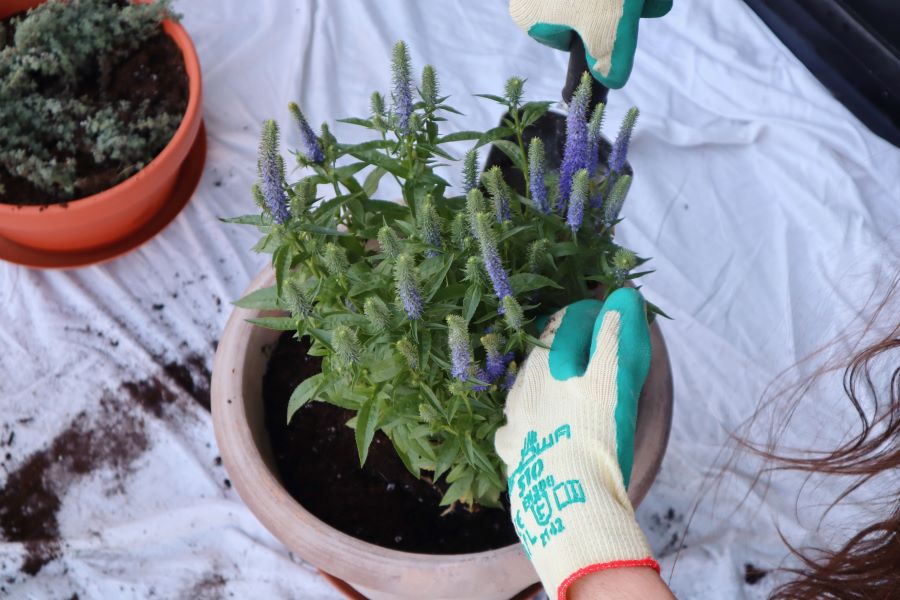 planting speedwell