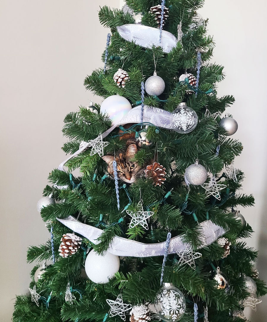 Decorating: Juicebox in the Tree