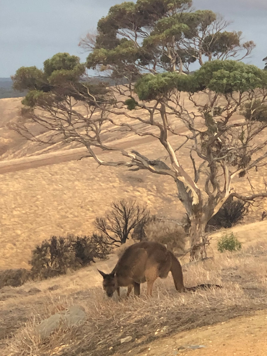 Koalas