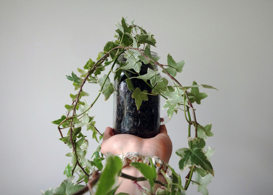 English Ivy
