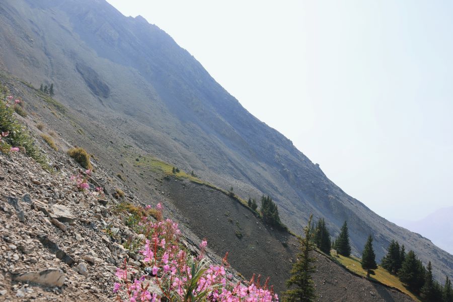 bunch of purple and pink wildflowers crawling up the saddle of Ha Ling Peak