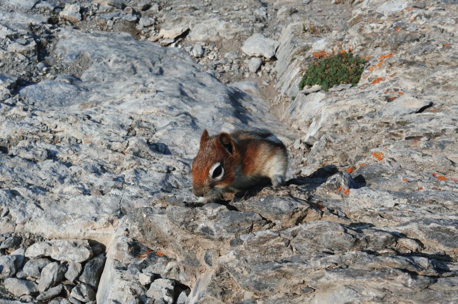 adult chipmunk grazing for food at Ha Ling Peak's summit
