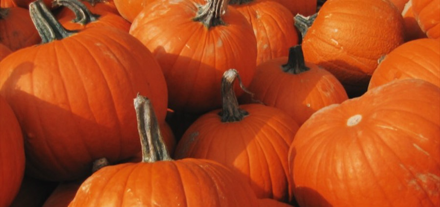 moth meme pumpkin