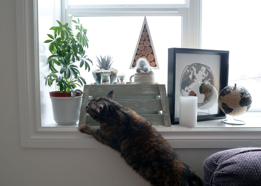 House Plants: Cat
