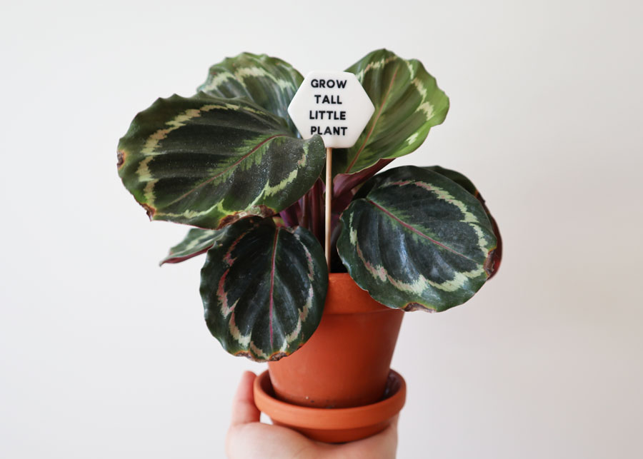House Plants: Grow Tall Little Plant