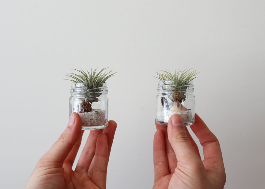 House Plants: Mini Airplants