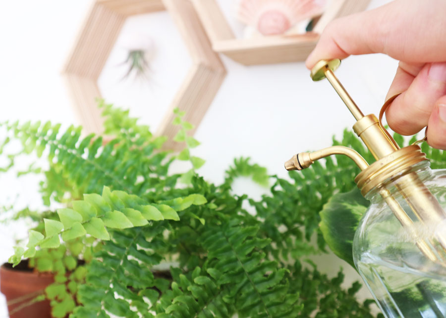 House Plants: Mist Plants