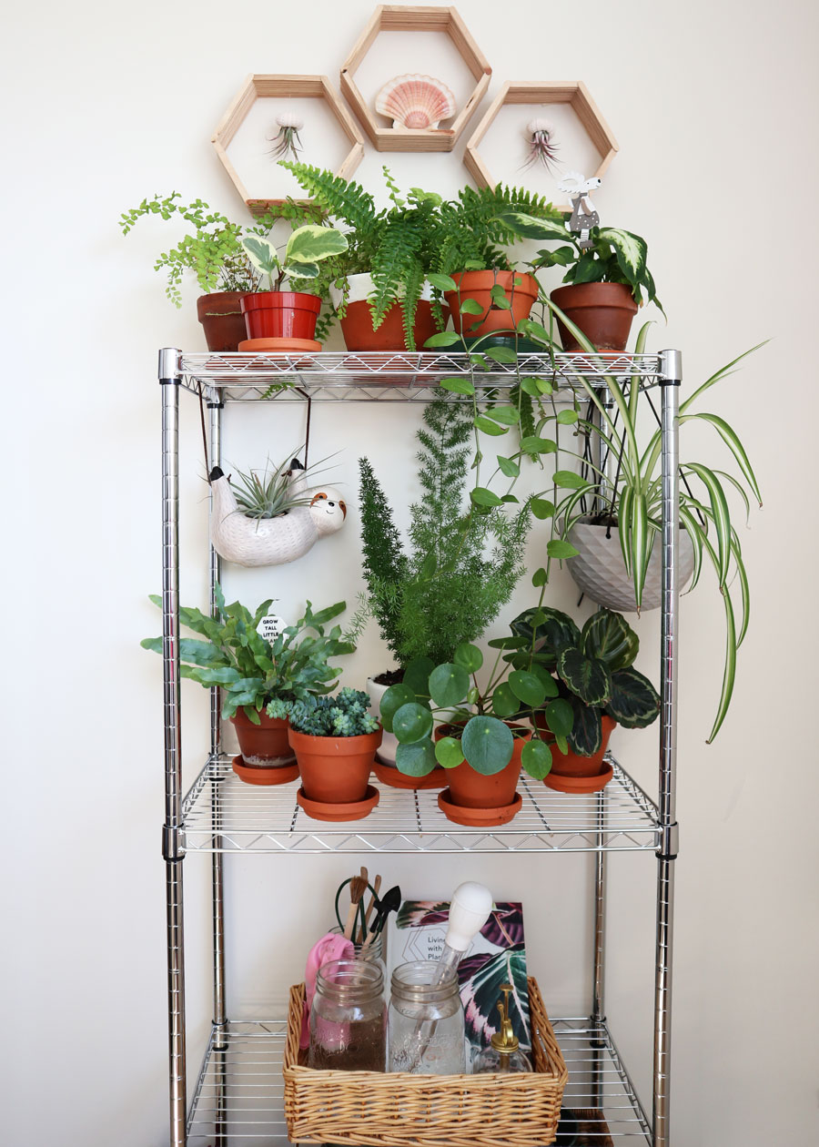 House Plants: Plant Corner