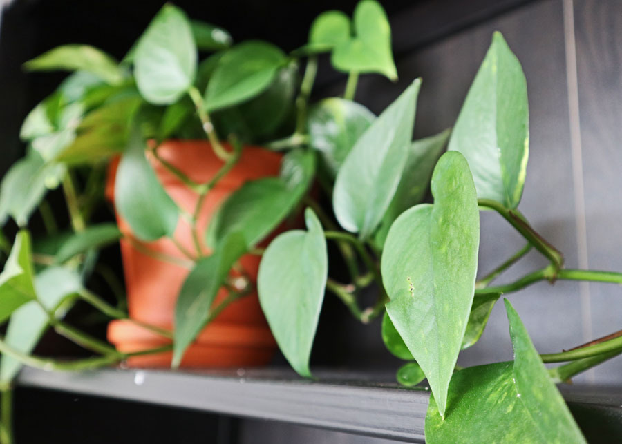 House Plants: Golden Pothos