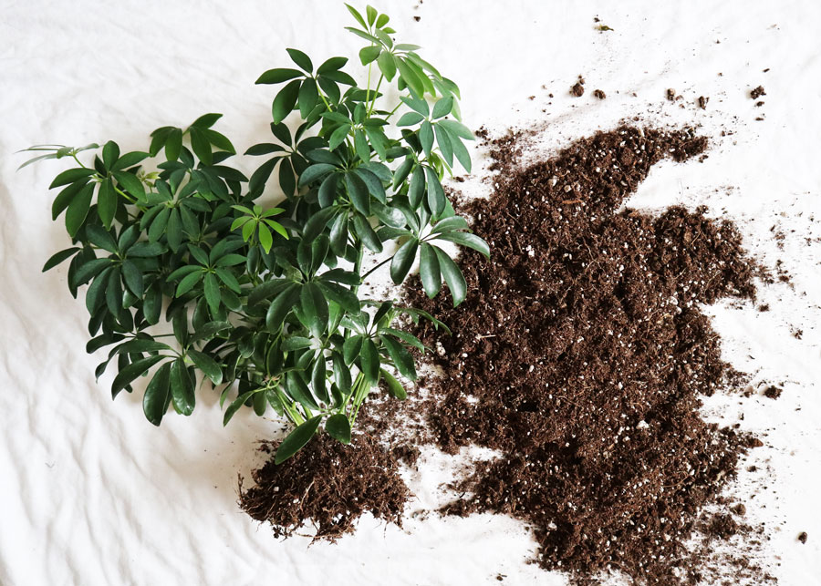 House Plants: Repotting