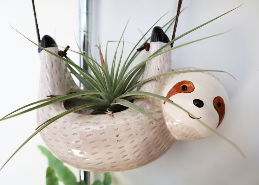 House Plants: Sloth Airplant