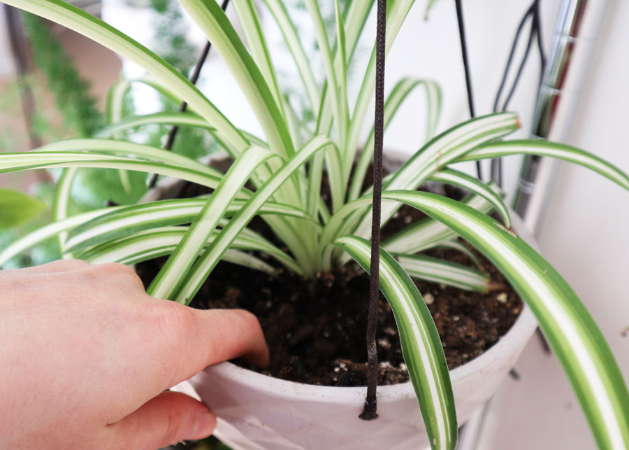 House Plants: Checking the Soil