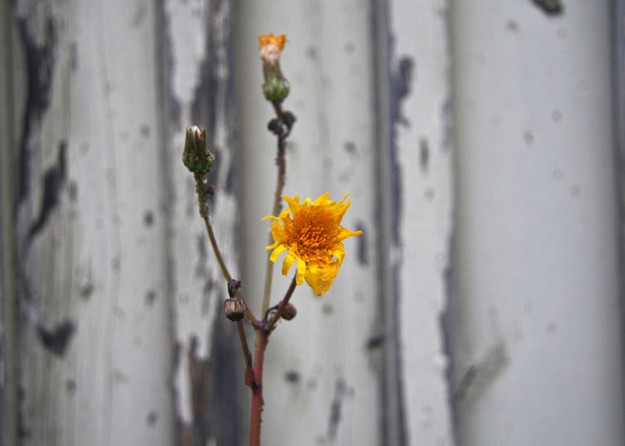 Mindfulness in Autumn