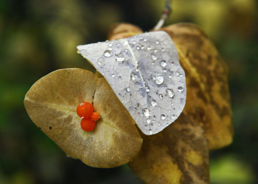 Mindfulness in Autumn