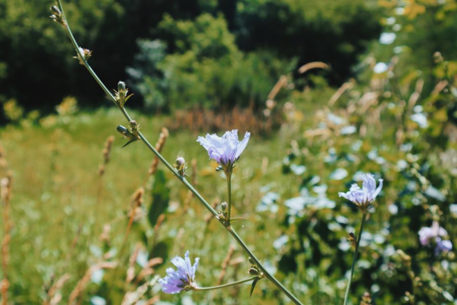 wildflowers in Ontario, Canada