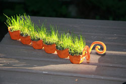 Grass Seed Caterpillar