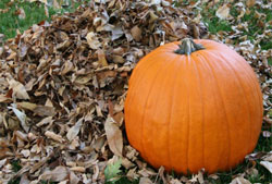 Thanksgiving Pumpkin