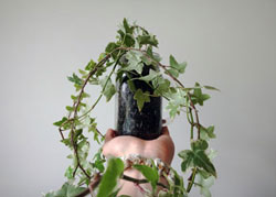English Ivy Plant