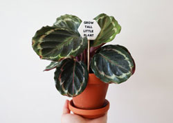 Grow Tall Little Plant Calenthea.