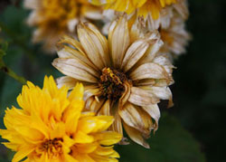 Flower in fall