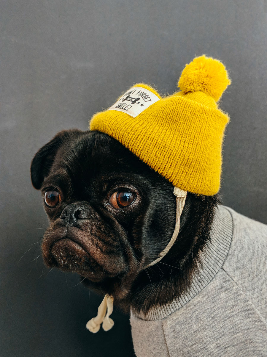Dog in a Hat
