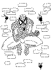 spiderman coloring page