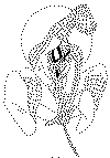 spiderman coloring page