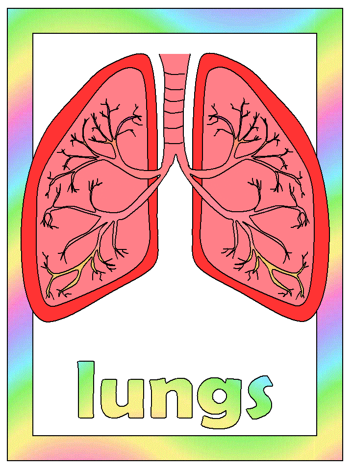 lungs coloring page
