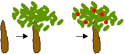 fingerprint apple tree