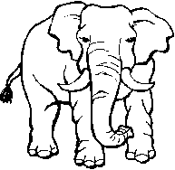 elephant