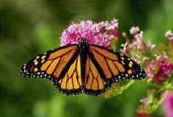 monarch butterfly worksheets